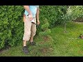 Cięcie artystyczne świerka w ogrodowe bonsai Formowanie świerka conica shaping shrubs Niwaki Pruning