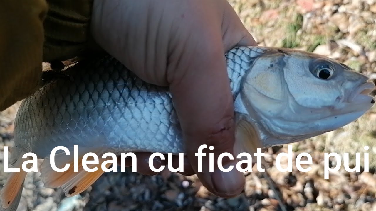 Pescuit la Clean cu ficat de pui  Oltet 2021