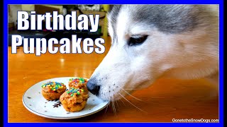 HOW TO MAKE DOG BIRTHDAY PUPCAKES | DIY Cupcakes for Dogs | Easy Recipe Snow Dogs Snacks 47