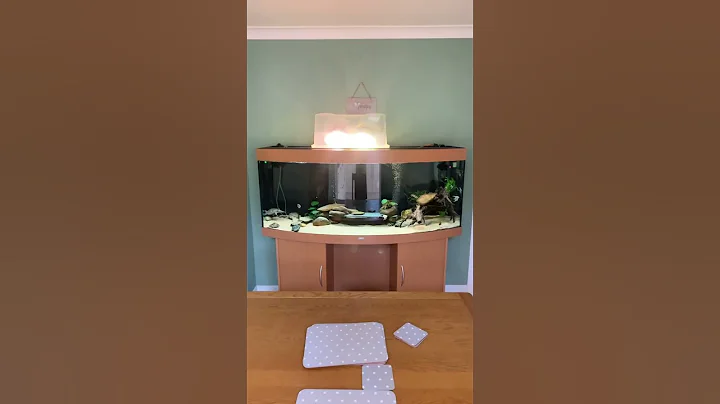 New fire mouth cichlid - DayDayNews