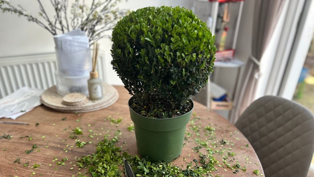 HOW TO TRIM Round Small Topiary bush