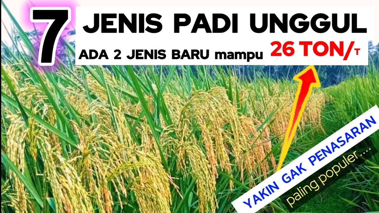 YAKIN GAK MAU TANAM, panen pasti meningkat pesat, 7 JENIS PADI UNGGUL PRODUKSI PANEN TERTINGGI