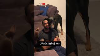 Доберман 🐾 Умный и Преданный Охранник