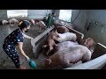 Released 25 Super Lean Pigs - Xuất Chuồng 25 Con Lợn Siêu Nạc