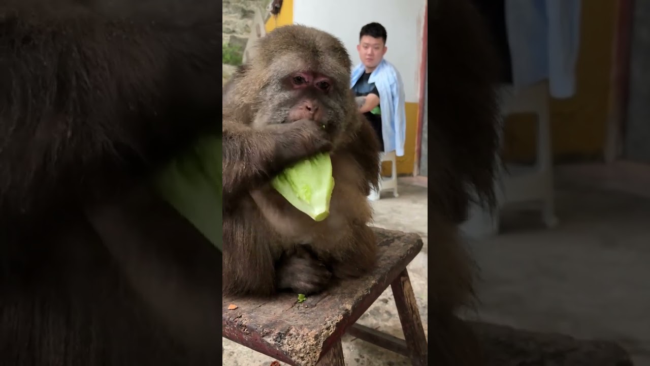 Take a bite of cabbage 