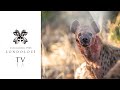 Virtual Safari: Ultimate Game Drive Highlights #19 - Londolozi TV