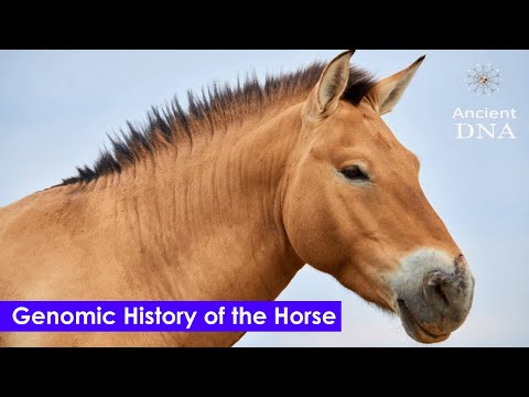 Видео: Frederiksborg Horse Breed Hypoallergenic, Health And Life Span