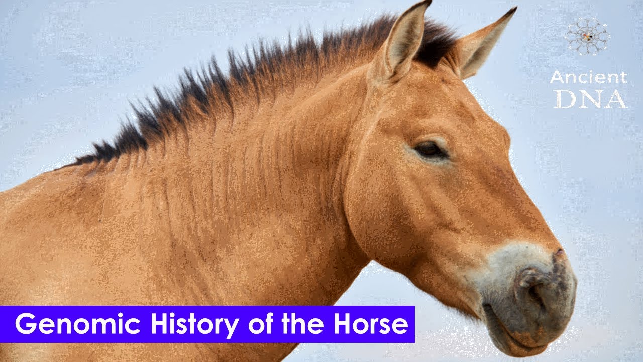 Genomic History of the Horse - YouTube