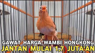 Download Lagu BANYAK YANG BELUM PADA PUNYA WAMBI JANTAN DARI HARGA DIBAWAH NORMAL DI PASAR BURUNG PRAMUKA MP3 Download Lagu BANYAK YANG BELUM PADA PUNYA WAMBI JANTAN DARI HARGA DIBAWAH NORMAL DI PASAR BURUNG PRAMUKA MP3