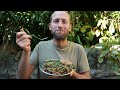 I foraged 100 of my food for a month