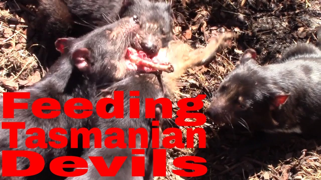 Tasmanian devils eating a rat 