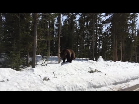 Video: Scenic Grizzly Creek Ranch Parcul Național de Vest din Yellowstone