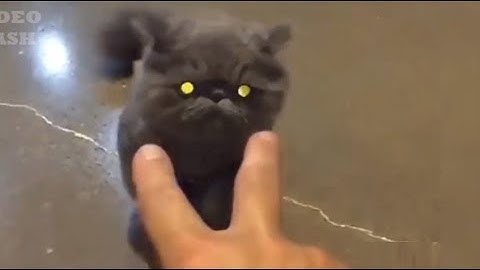 Destroy Everything!  metal cats music video - Hatebreed