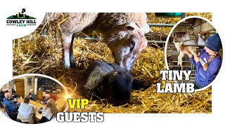 VIP GUESTS, BLACK LAMBS AND TINY LAMBS TOO! | LAMBING 2024 VLOG 23