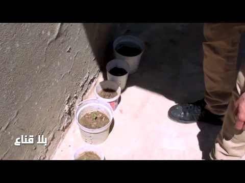 Bila Kinaa ولاية جندوبة قوات الأمن تداهم منزل يحتوي على زراعات ممنوعة 