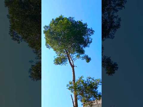 غناء طائر الحسون المقنين في الطبيعة روعة