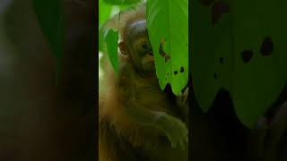 Peek-a-boo with a baby orangutan 🥰 #NatGeo #BabyAnimals #Shorts Video by Tim Laman