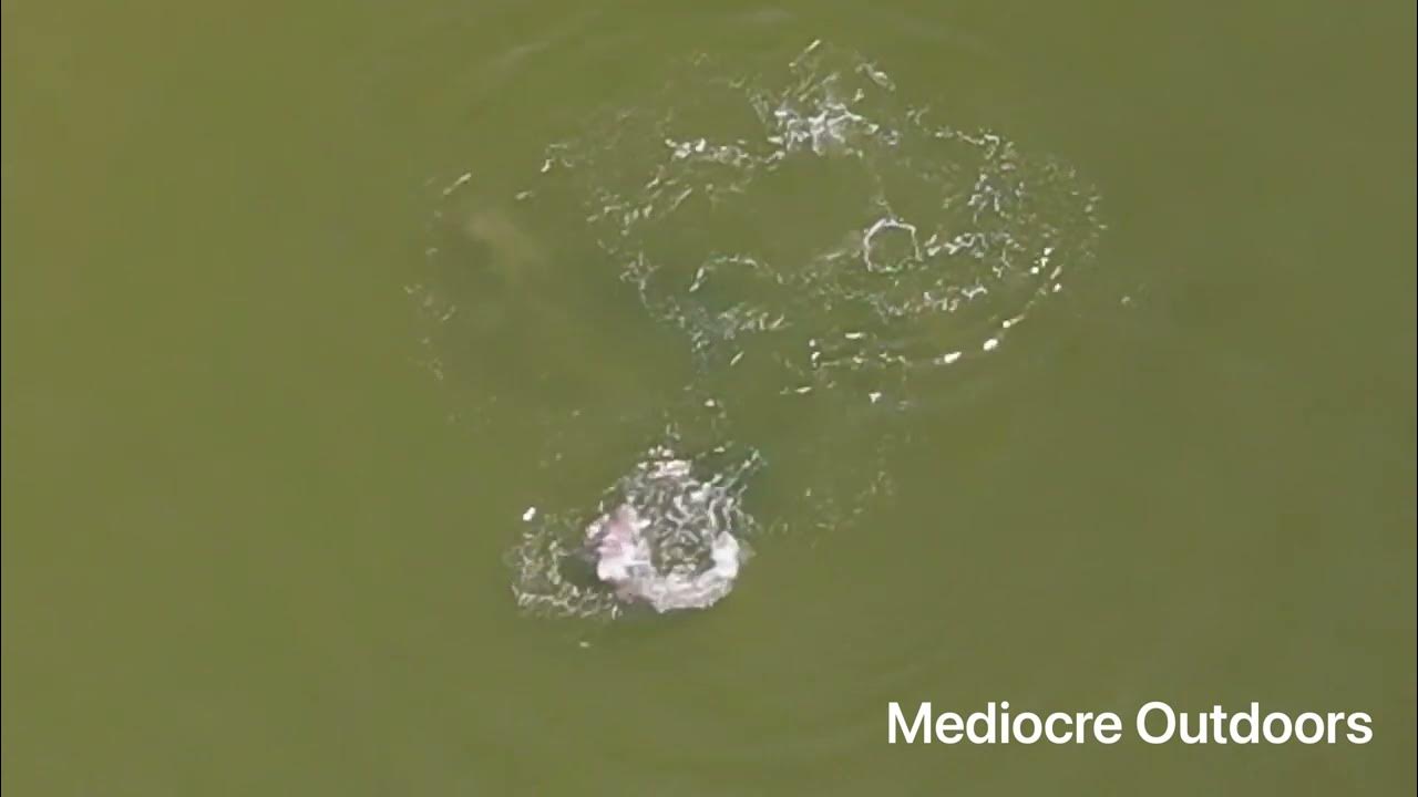 6+ foot bull shark in Leonardtown Potomac River - YouTube