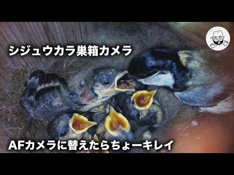 シジュウカラ巣箱カメラをAF化