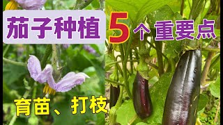 春季茄子种植技巧 5个要点， 有助 茄子育苗、茄子打枝、茄子高产...5 Tips for Growing Eggplants...