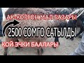 КОЙ ЭЧКИ БААЛАРЫ /АК КОРГОН МАЛ БАЗАРЫ / АЛА-БУКА РАЙОНУ / ЛАЙК БАСЫП КОЛДОП КОЙГУЛА !!!