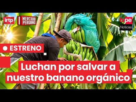Organic Bananas: How Peru Became a World-Leading Exporter and the Threat It Faces Today