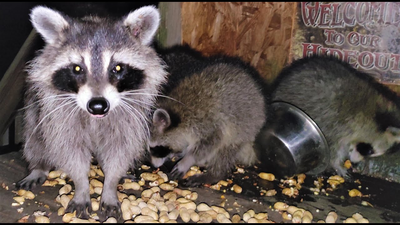Feeding Baby Raccoons Episode 187 Mama & Babies raccoon raccoons