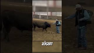 Bulle Erkennt Den Mann Wieder, Der Ihn Als Kalb Gefüttert Hat