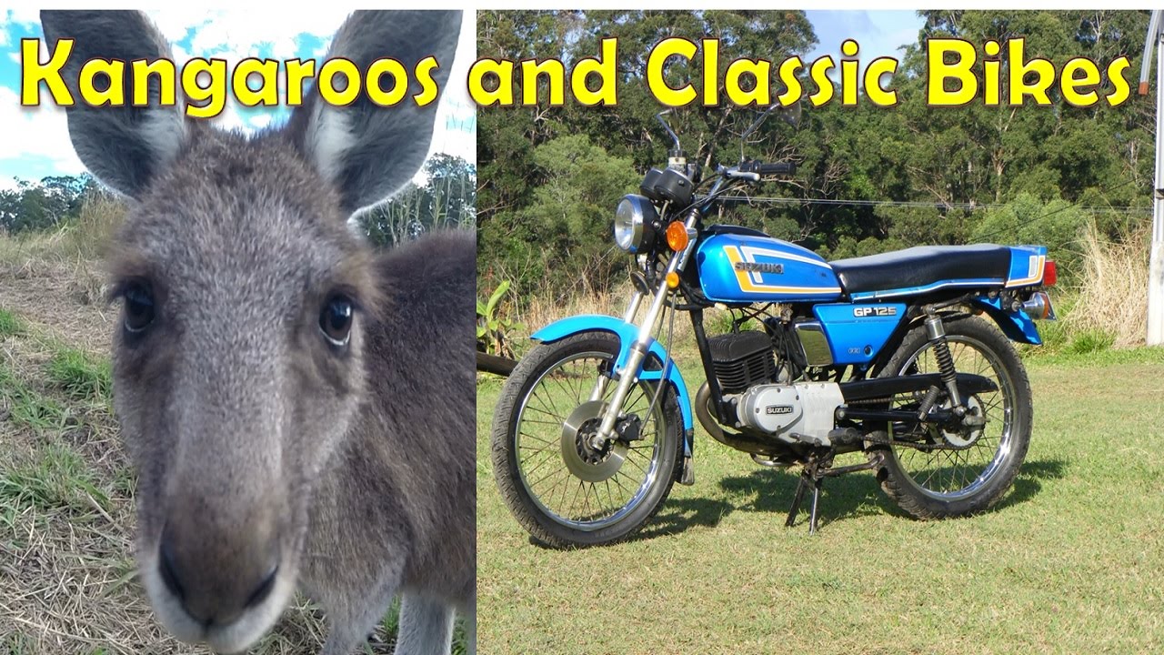 Kangaroos and Classic Bikes Suzuki GP125 YouTube