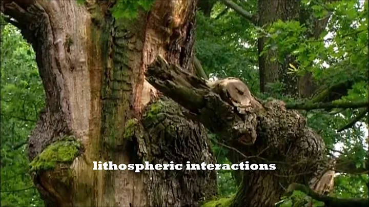 Bio-physical interactions in wetland ecosystems