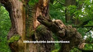Bio-physical interactions in wetland ecosystems