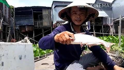 Xuống bè nhà dăn luoi cá mè vinh cá éc cá cầy dín mắc ham luôn [SĂN BẮT ĐỒNG]