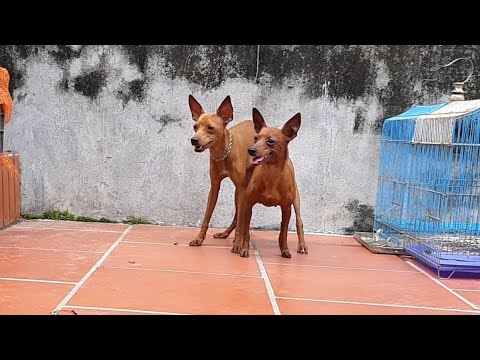 Video Phối Giống Chó Phốc Hươu Ngày 28 Tháng 5 Năm 2022 - youtube