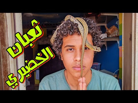 فيديو: هل ثعبان الفئران سام؟