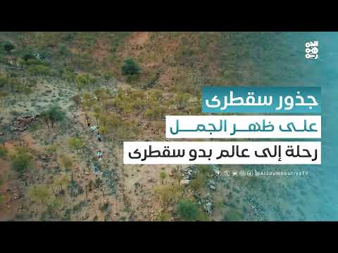 سقطرى: تجربة بدوية فريدة على ظهر الجمال