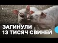 Загинули 13 тисяч свиней: ферму на Харківщині атакували російські дрони