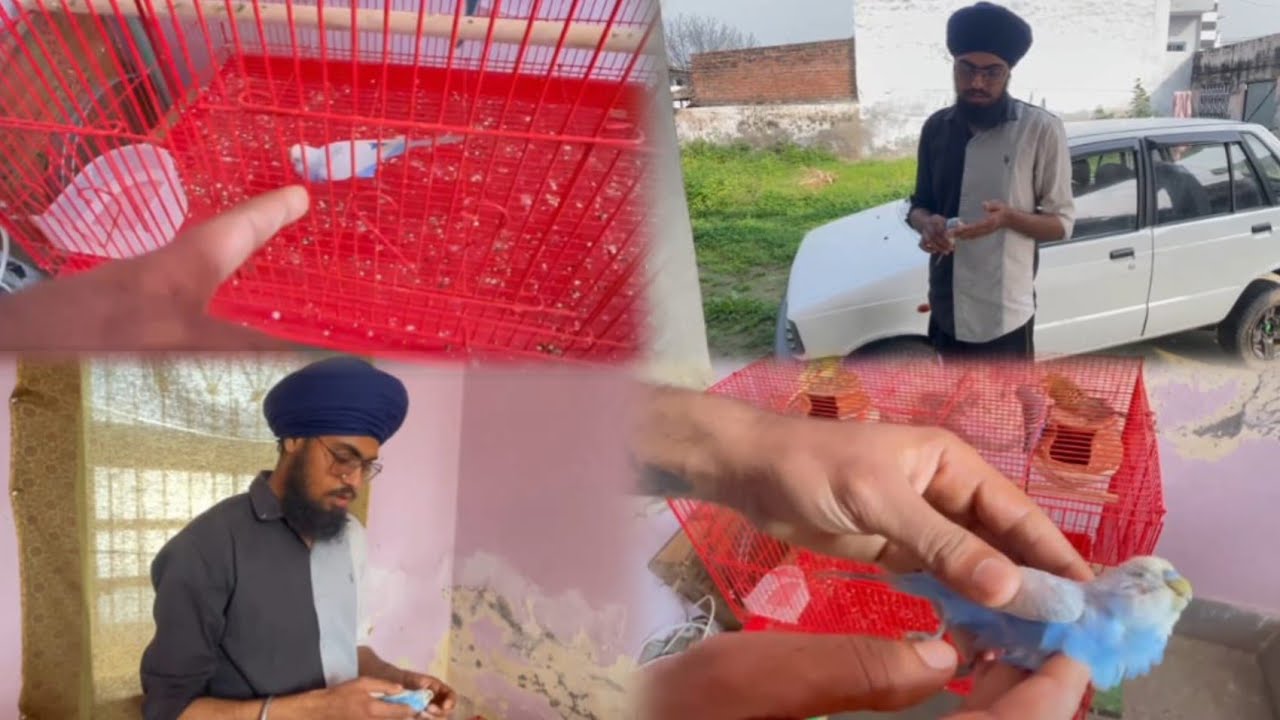 Ajj mar gayi budgies parrot 😭/ @BaljinderRamgarhia-g7e 
