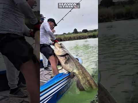 HANDS ARE SHAKING THE MONSTER CATFISH S PULL IS AMAZING Amazing Fishing Bigfish