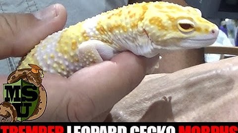Monster Albino Leopard Geckos with Ron Tremper at Daytona Reptiile Breeders Expo- Part 3