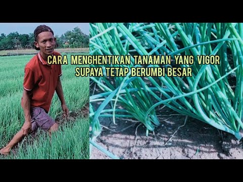 Video: Bantuan, Tanaman Herbal Dalam Ruangan Saya Terlalu Besar: Cara Mengendalikan Tanaman Herbal yang Terlalu Tumbuh