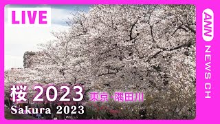 【桜LIVE】サクラの名所からライブ中継 東京・隅田川(2023/3/24) ANN/テレ朝