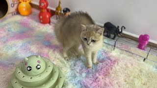 Funny kitten playing with toys suddenly panicked when she saw the mother cat