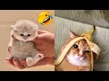 FUNNY CAT VIDEOS 2023😸 - 😂Funniest Cats 2023 #75