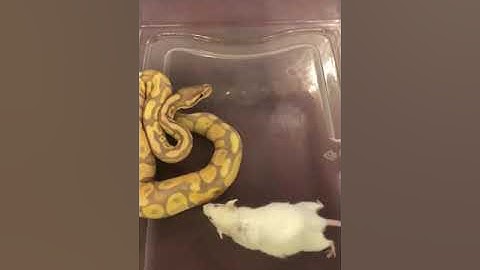 Pastel banana ball python live feeding #2