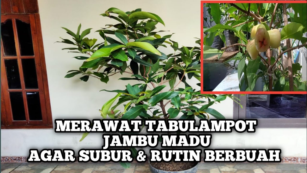 MERAWAT TABULAMPOT JAMBU AIR MADU DELI HIJAU AGAR TUMBUH SUBUR & RUTIN BERBUAH