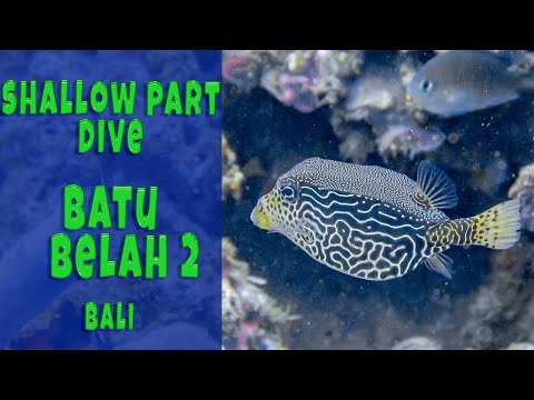 Batu Belah Shallow Reef: 20-Min Best Moments | Turtle Time & Tiny Treasures!