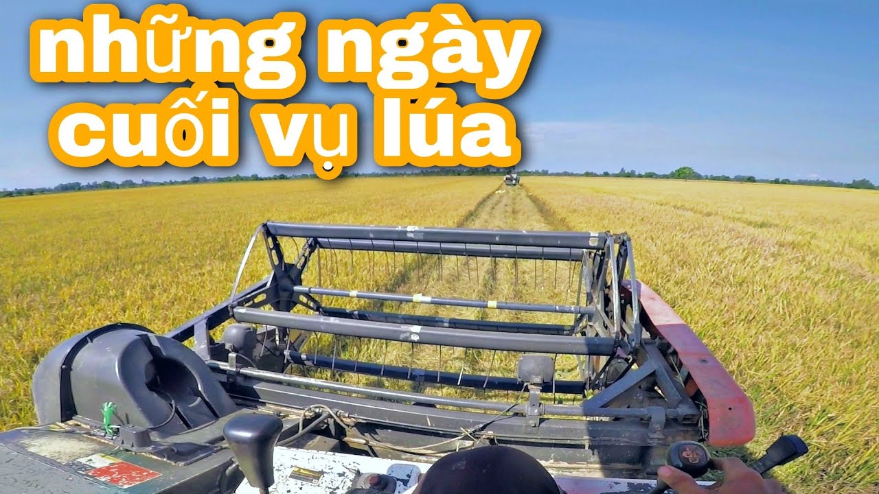 Vừa cắt vừa chạy máy kéo | Dúi Dúi Vlogs