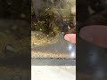 全く掃除していない水槽にタニシ200匹を2週間放置してみた!