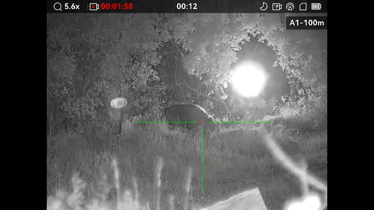 Esperas ao Javali. Junho 2025 - Navalheiro desconfiado! Hikmicro Alpex 50AT Browning A-Bolt