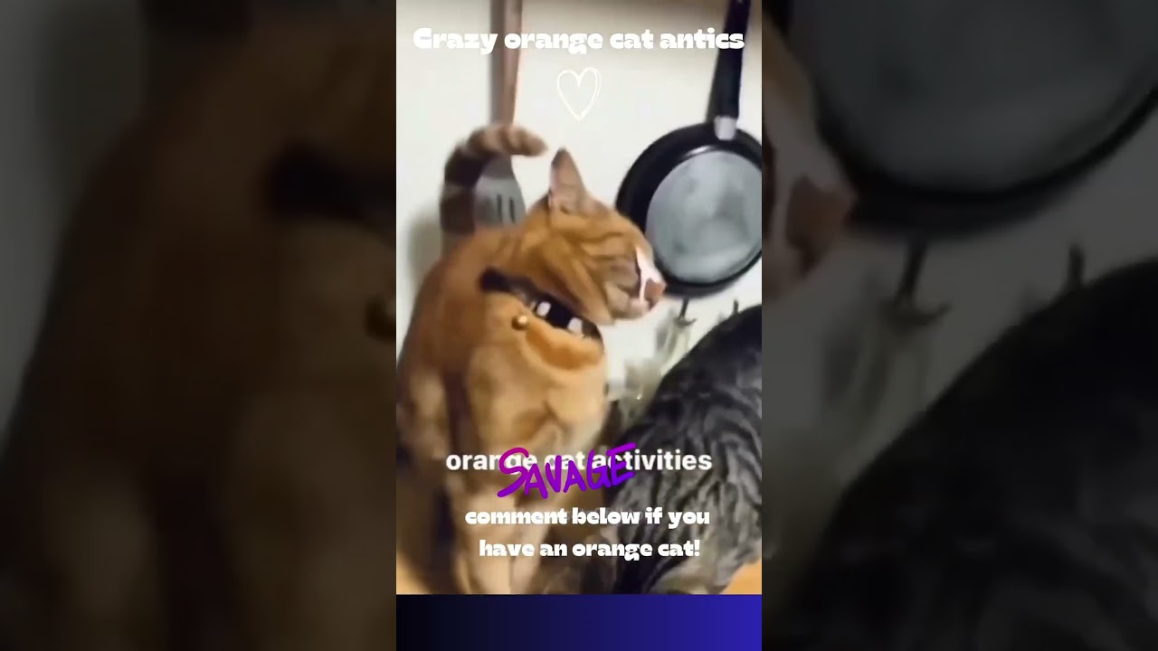TikTok cat compilation | orange cat antics!